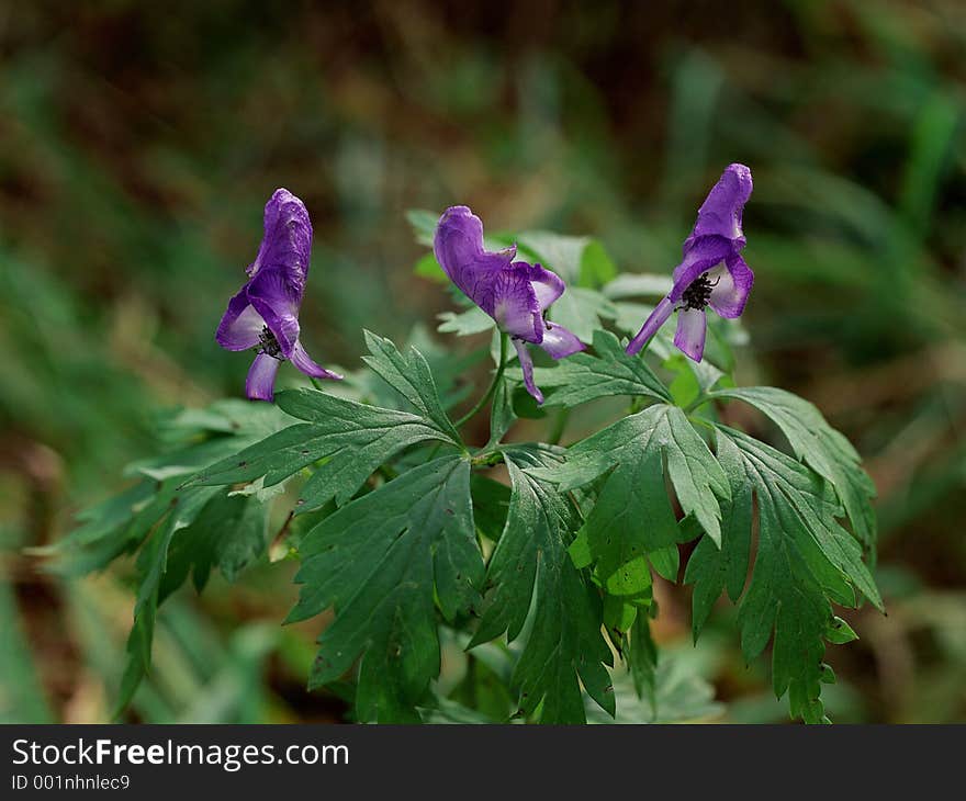 Wild Flowers Image