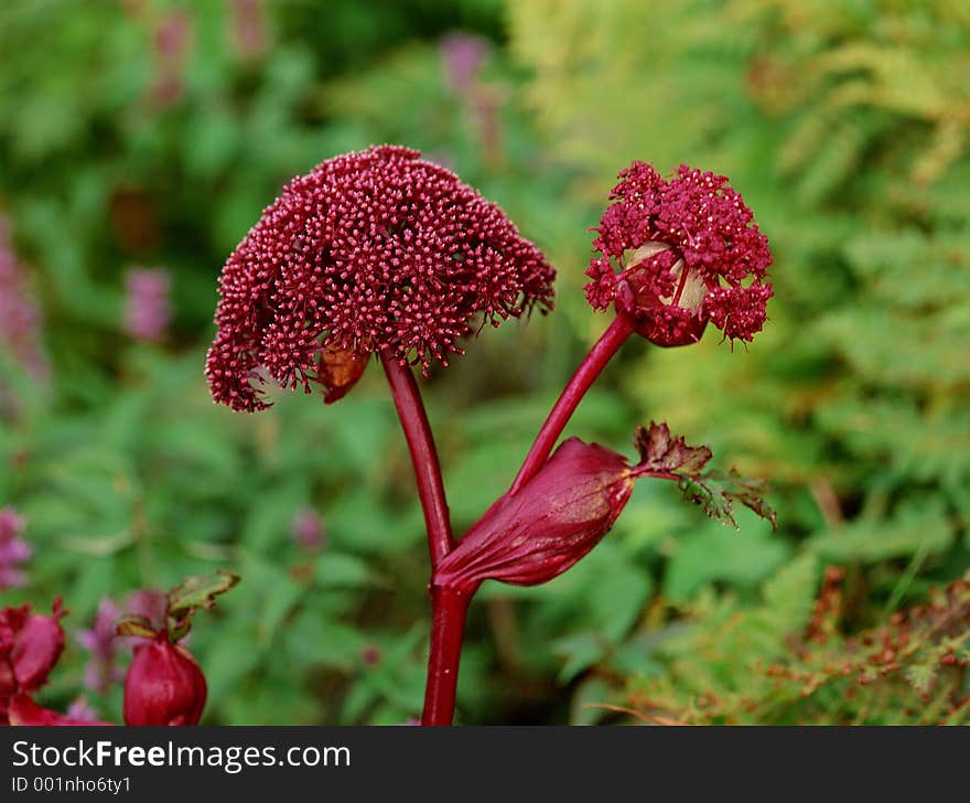 Wild Flowers Image