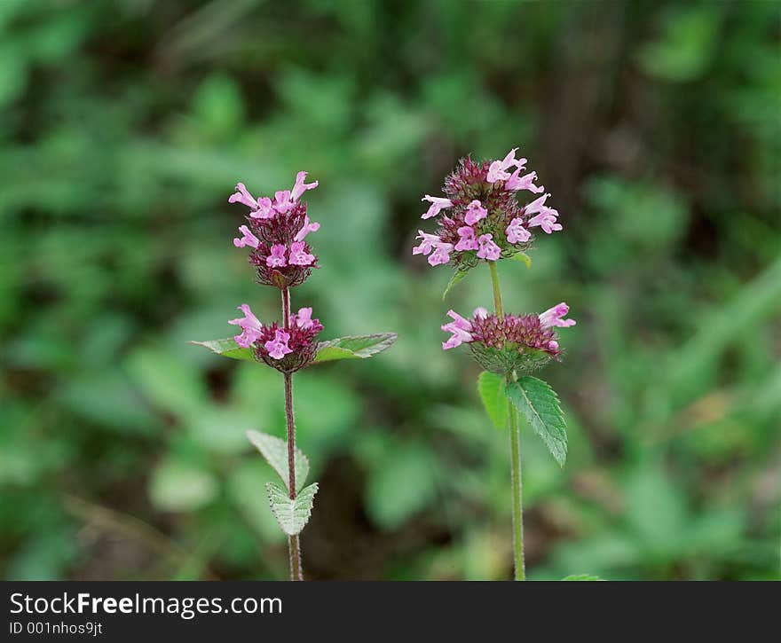 Wild Flowers Image