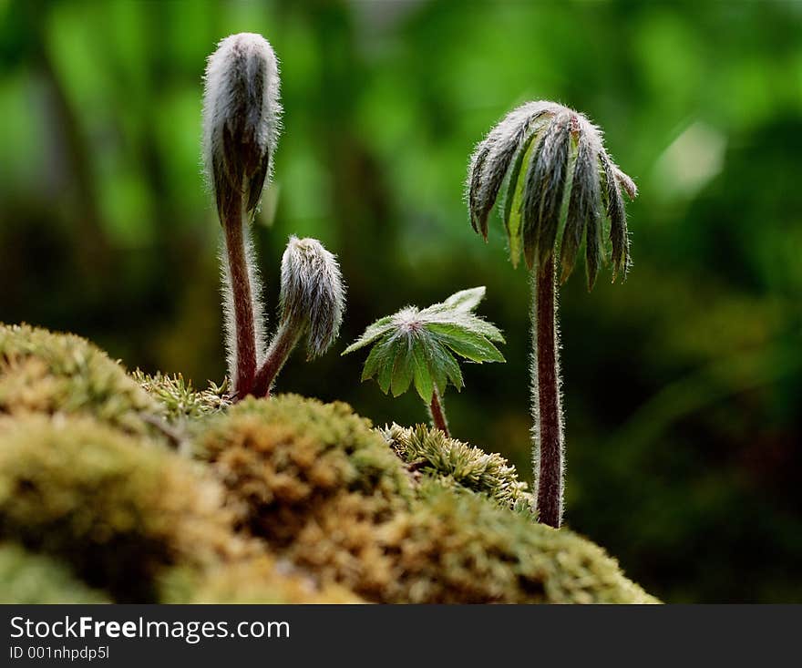 Wild Flowers Image