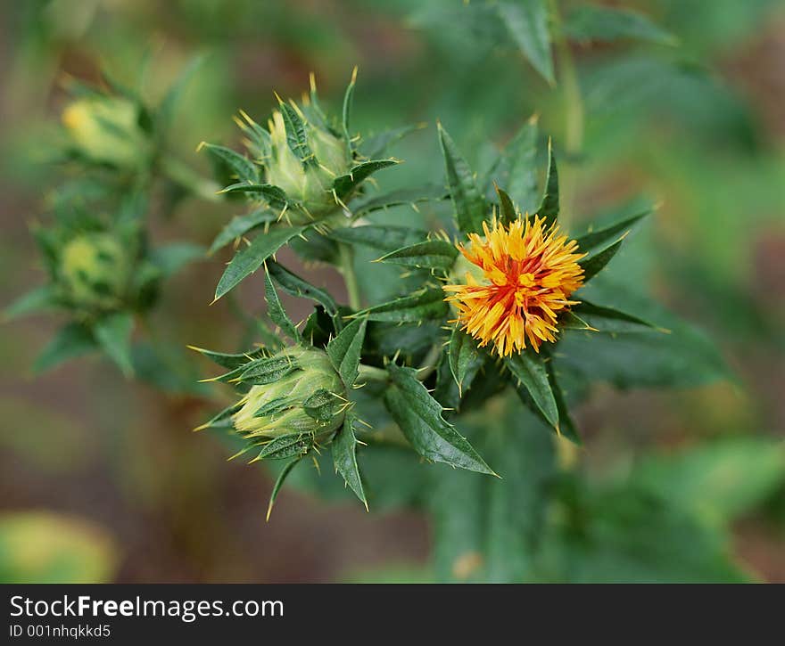 Wild Flowers Image