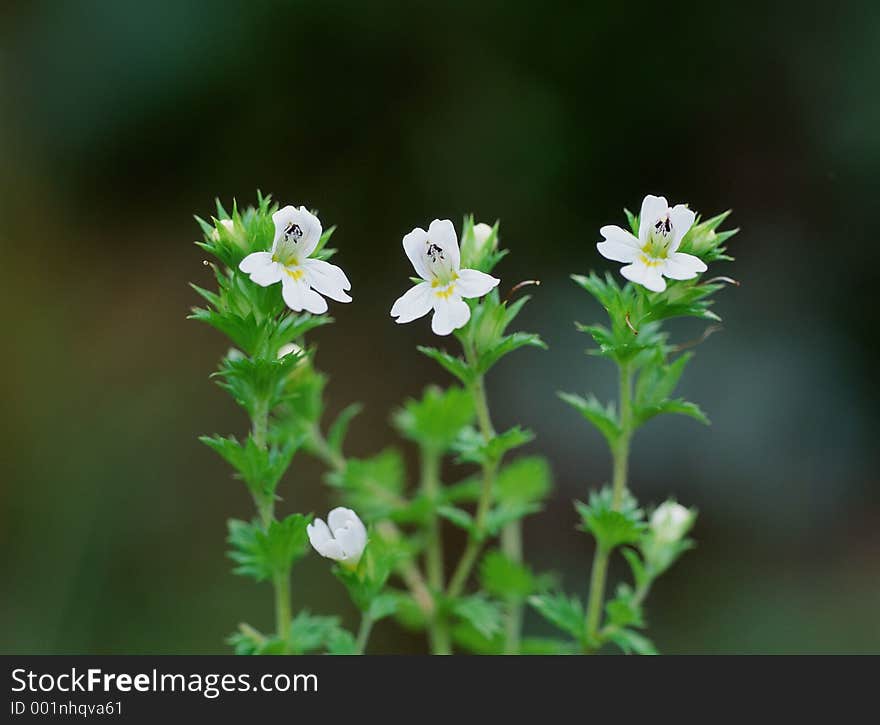 Wild Flowers Image