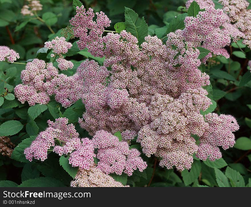 Wild Flowers Image