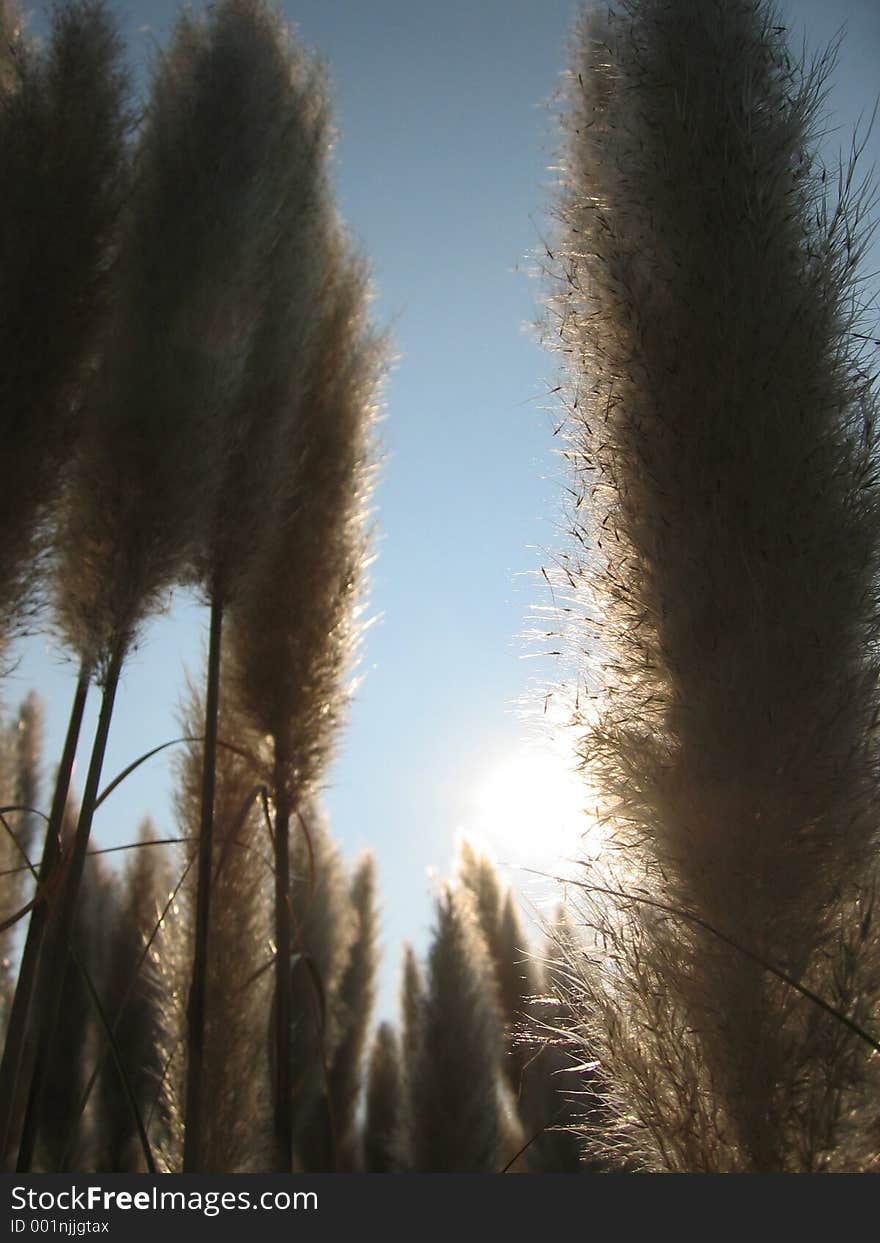 Pampas Grass in the Sun