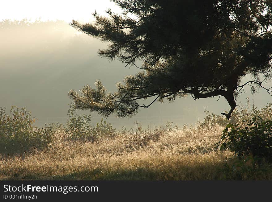 Field in morning sunrise