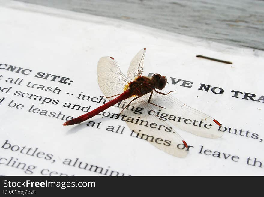 A close up of a dragonfly hanging out on a picnic table.