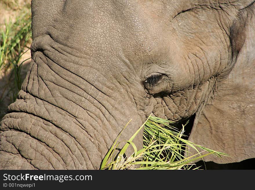 Elephant close up