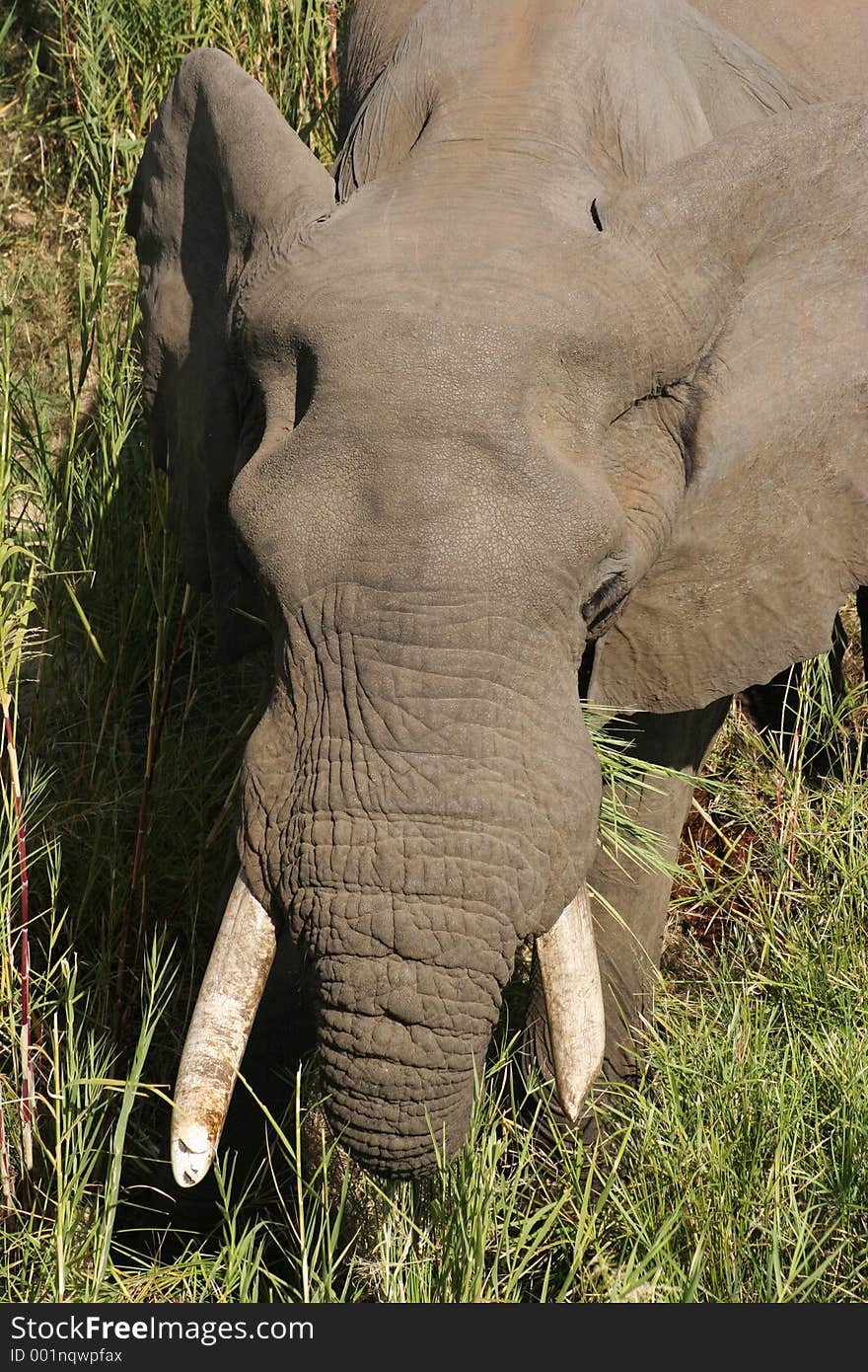 Elephant from above