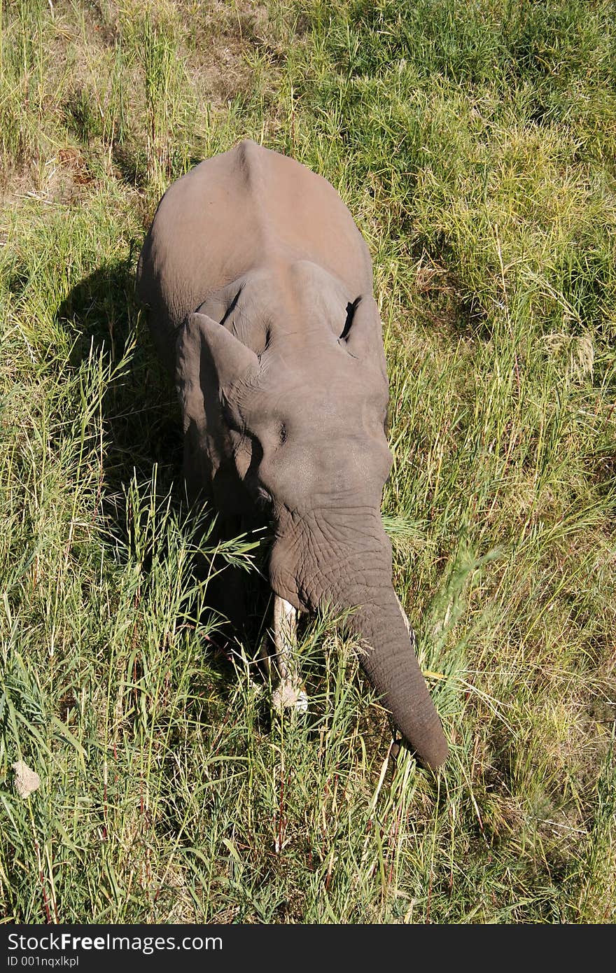 Above an Elephant