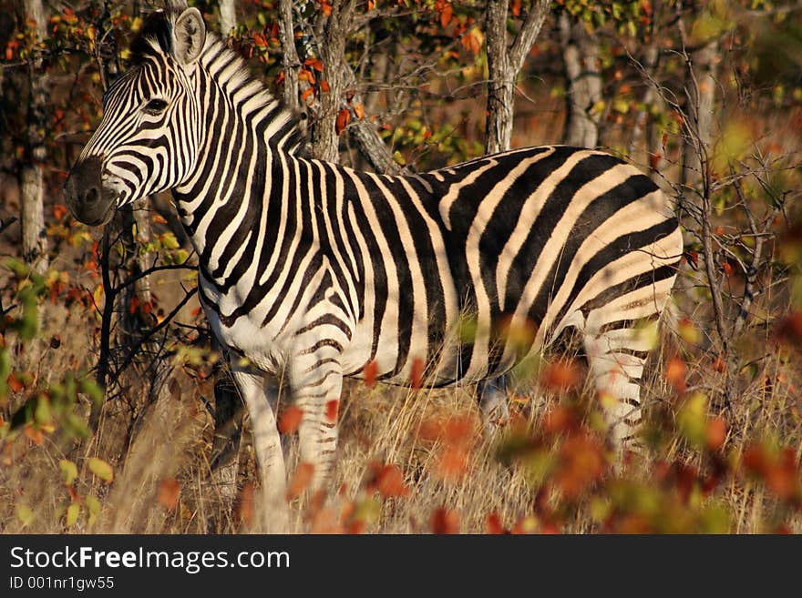 Striped Horse. Striped Horse