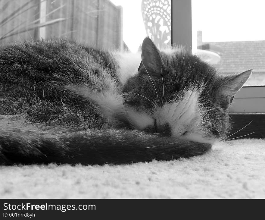 Black & White picture of a Tabby & White sleeping cat. Black & White picture of a Tabby & White sleeping cat.