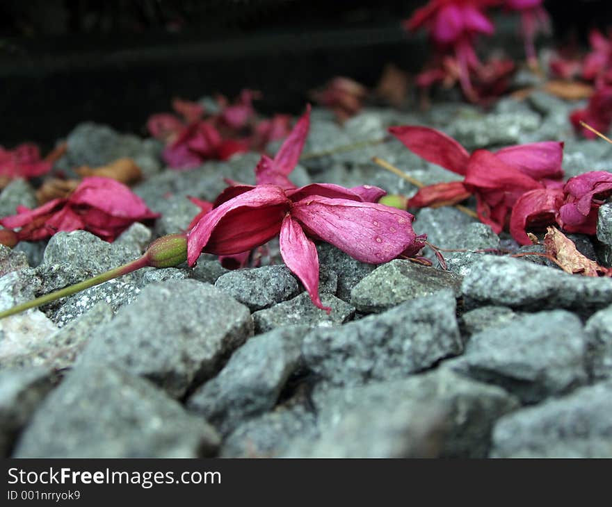 Fuschia on stones