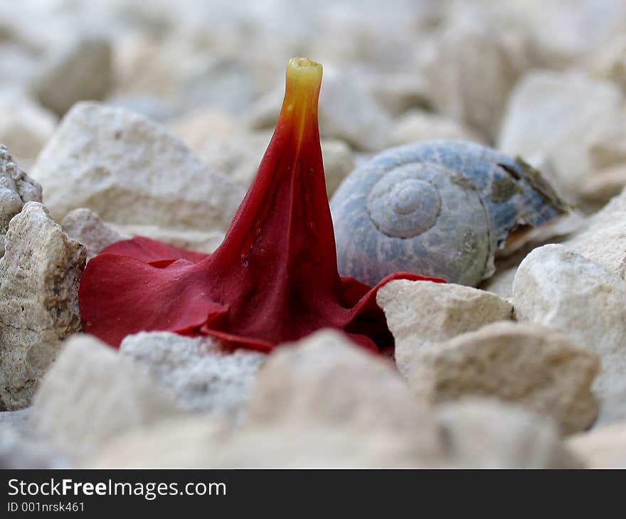 Flower head and shell on stones