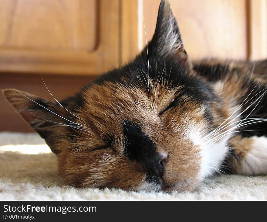 Portrait of a sleeping tortoishell & white cat. Portrait of a sleeping tortoishell & white cat