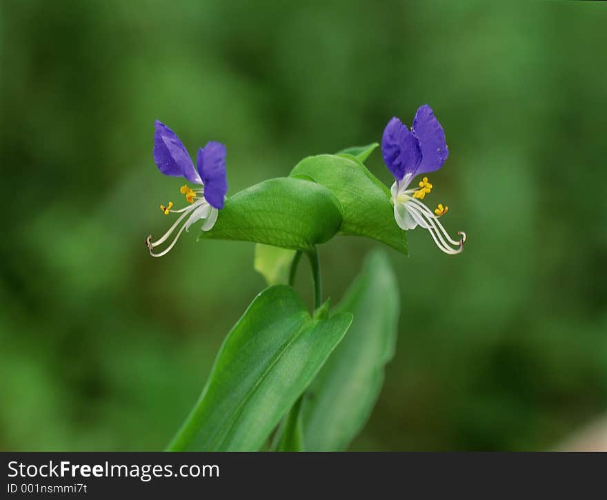 Wild Flowers Image