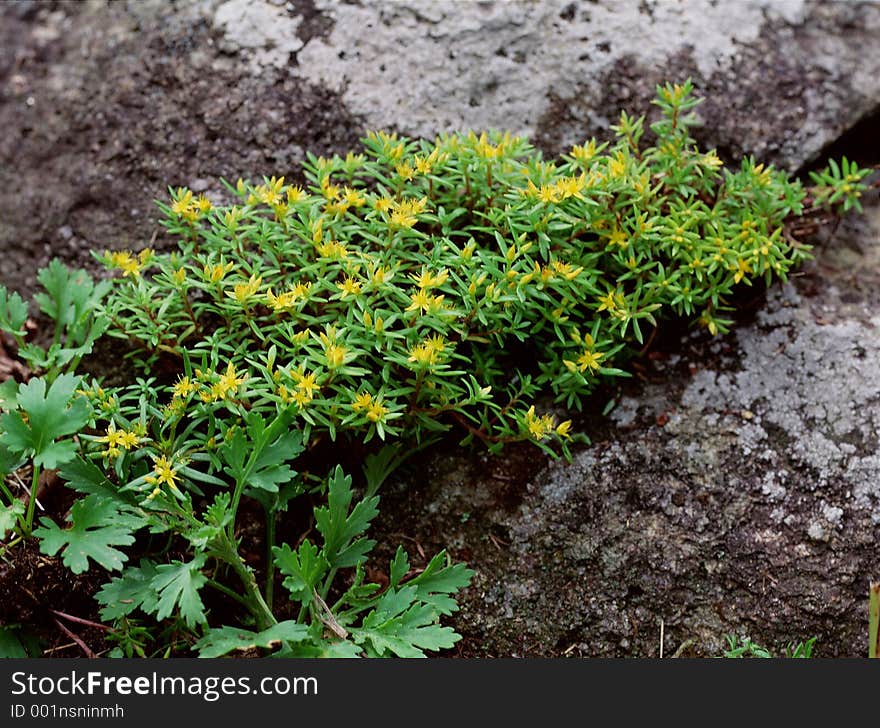 Wild Flowers Image