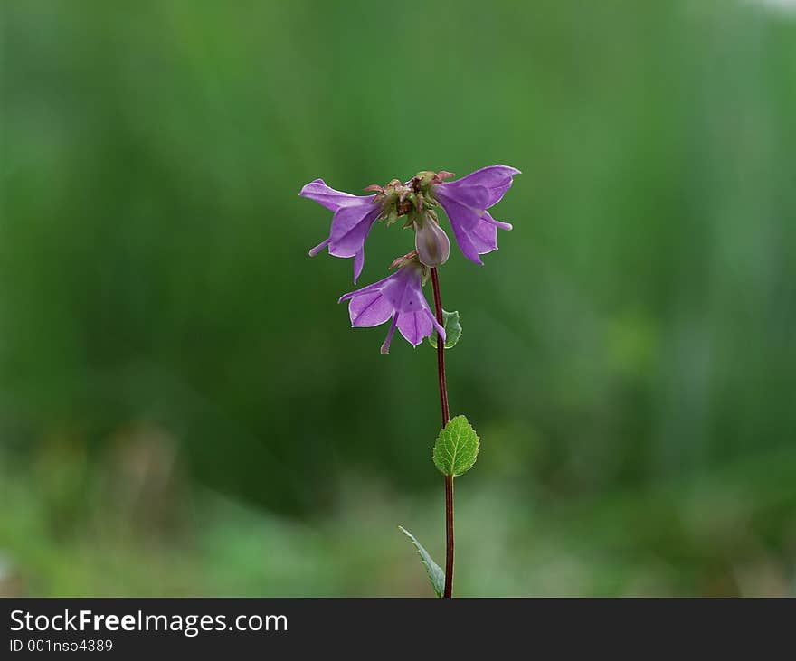 Wild Flowers Image