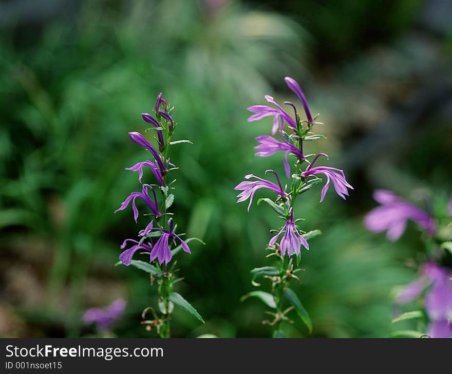 Wild Flowers Image