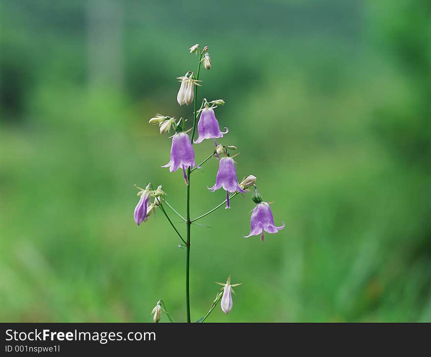 Wild Flowers Image