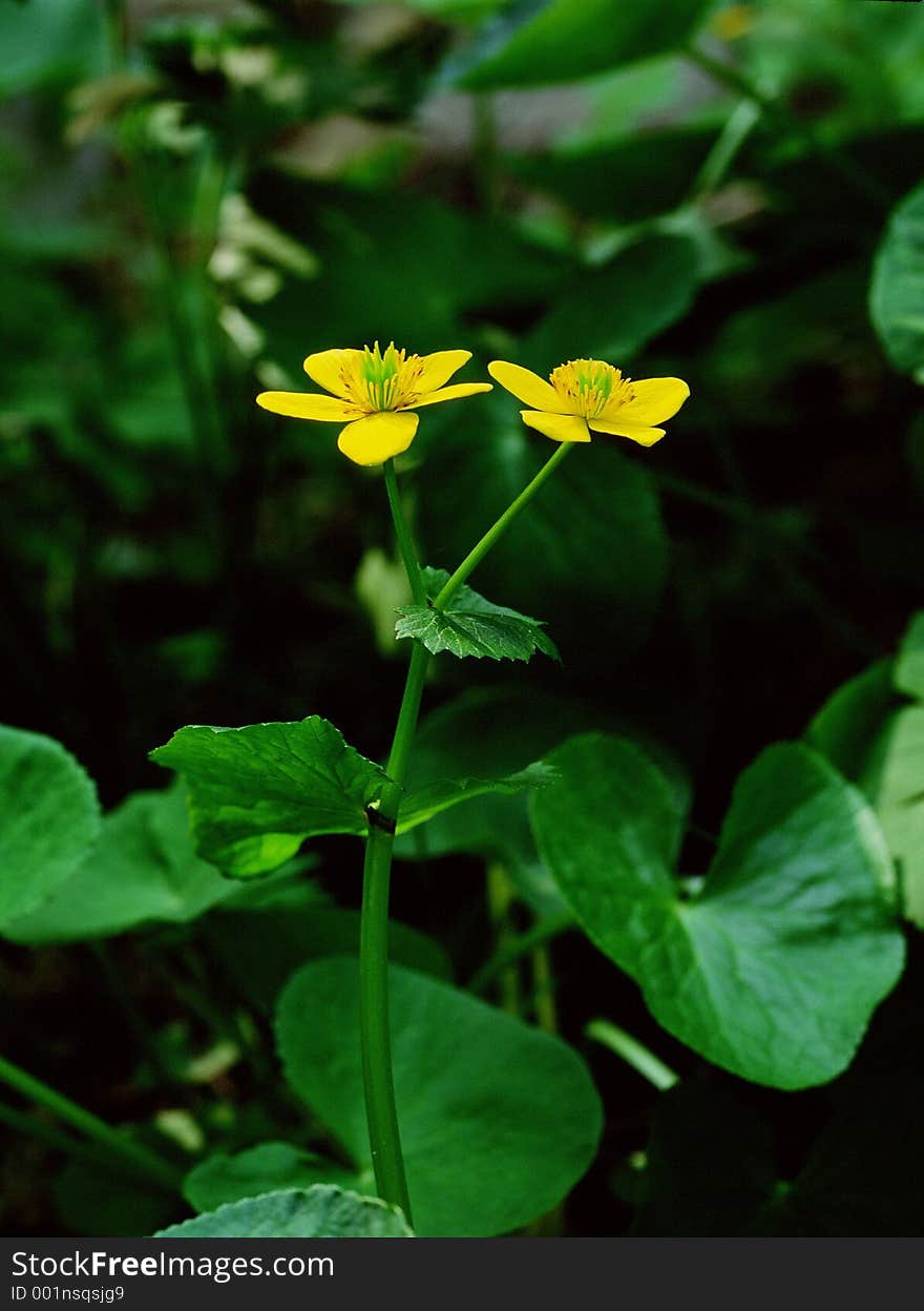 Wild Flowers Image