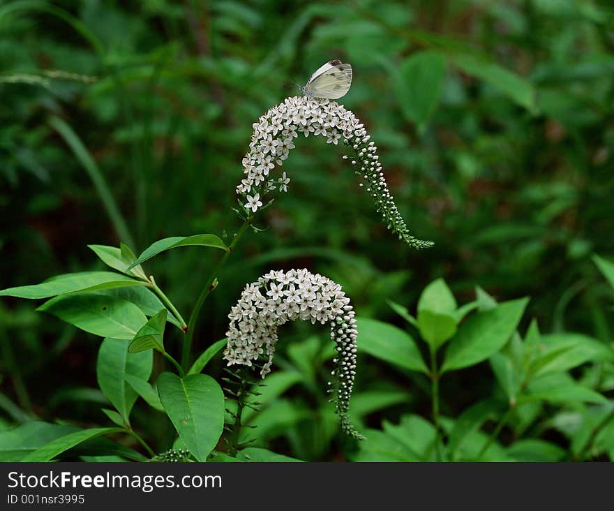 Wild Flowers Image