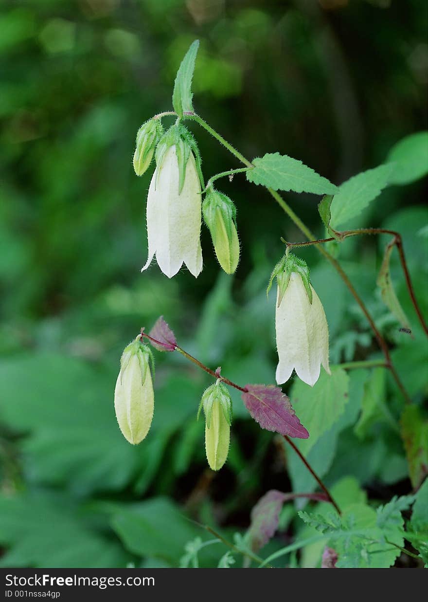 Wild Flowers Image