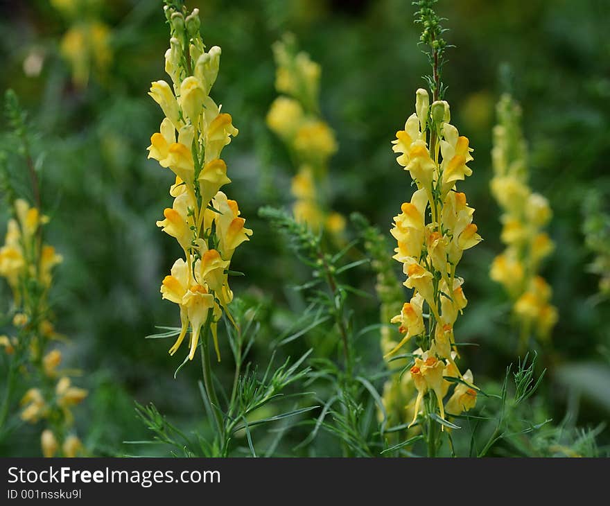 Wild Flowers