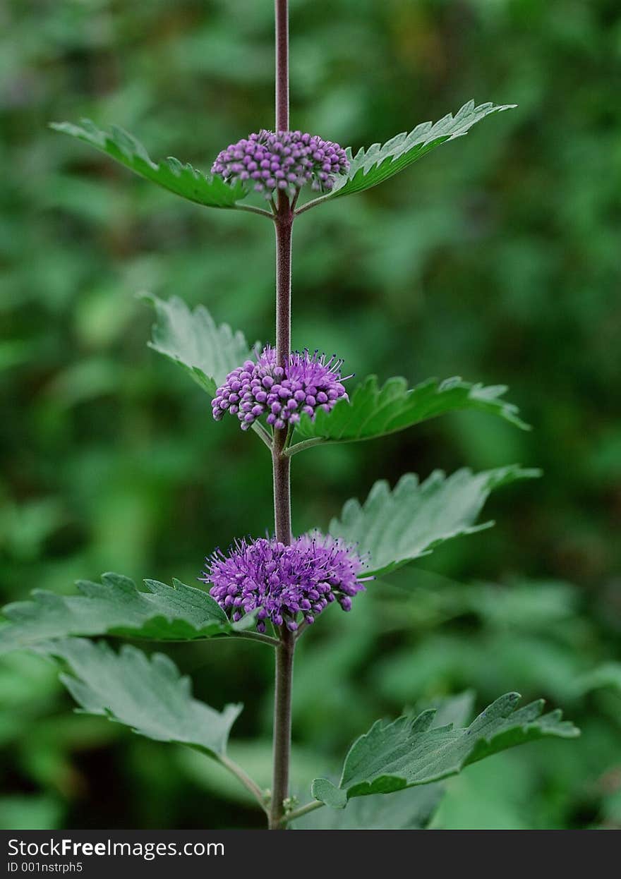 Wild Flowers Image