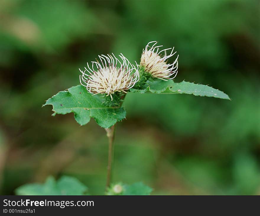 Wild Flowers Image