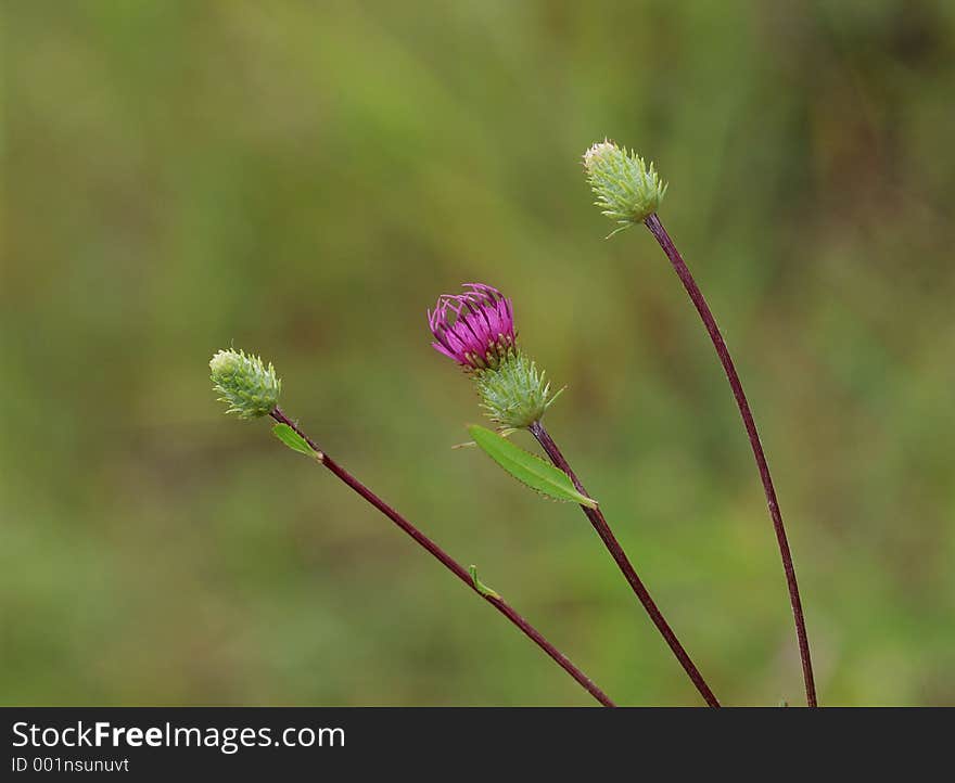 Wild Flowers