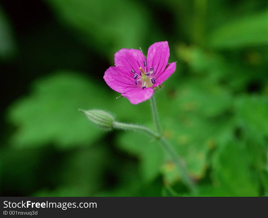 Wild Flowers Image