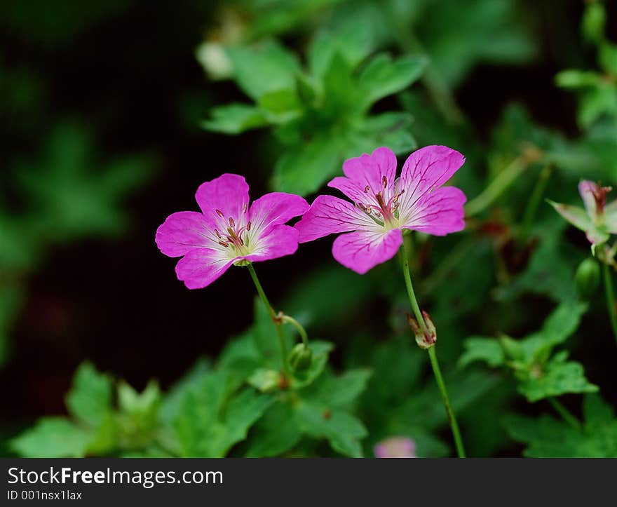 Wild Flowers