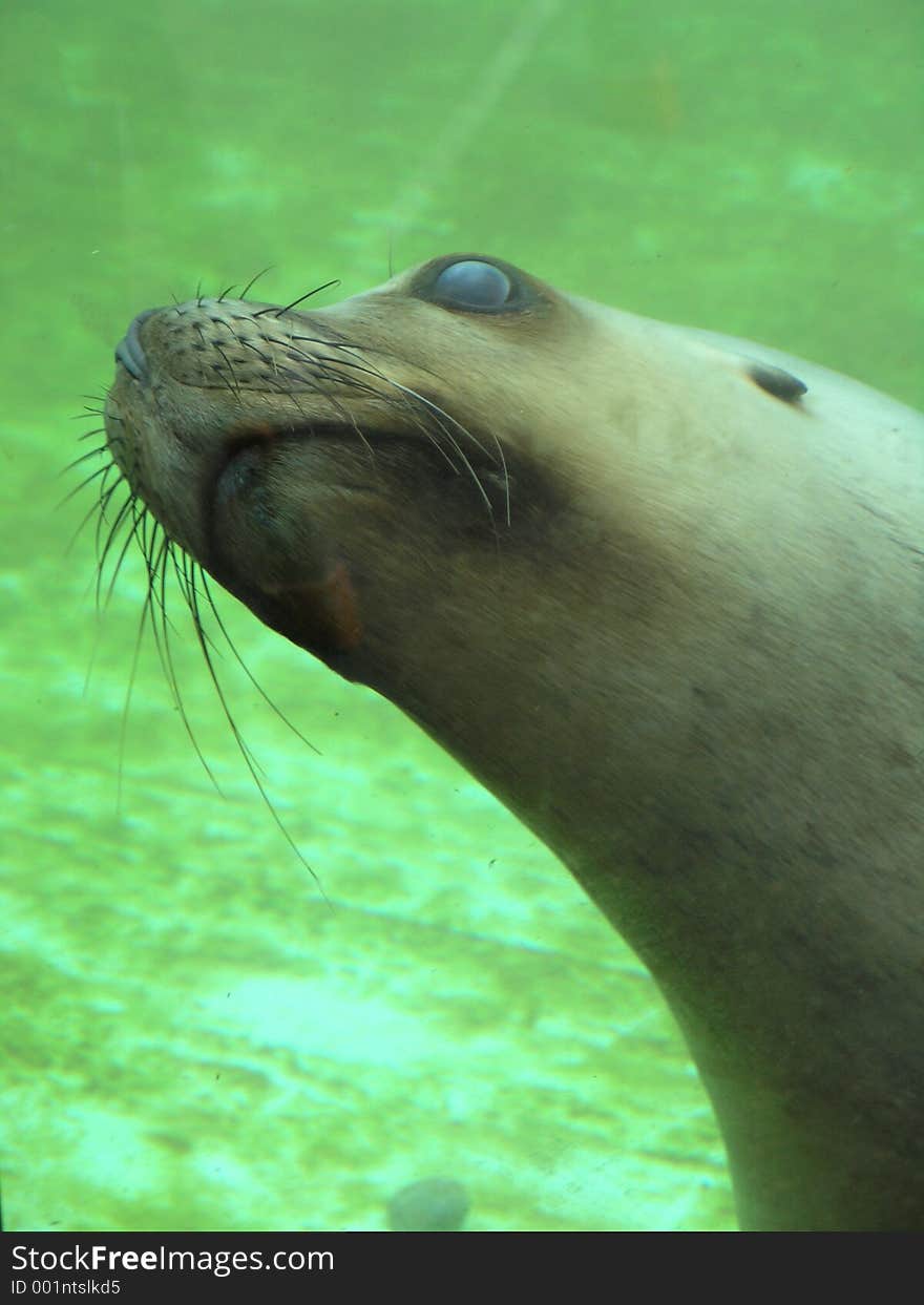 Seal