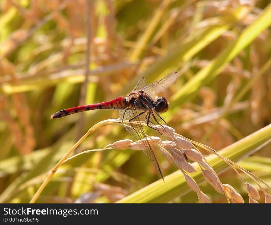 Close-up of a dragonfly in a rice field