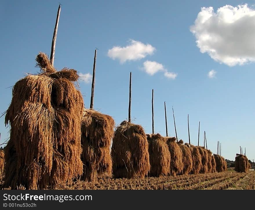 Perspective in a autumn rice field. Perspective in a autumn rice field