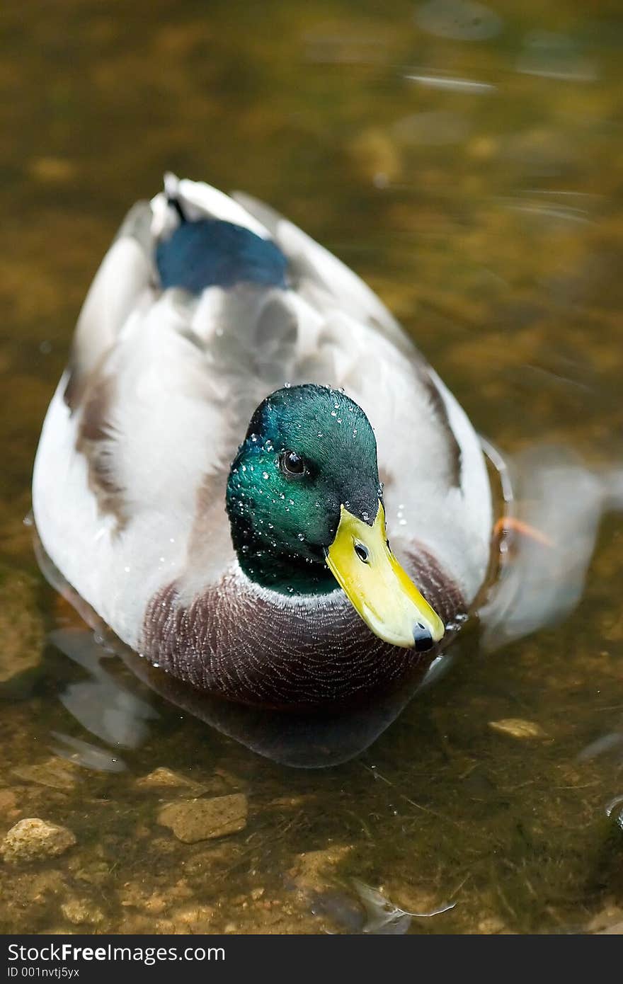 Wet duck