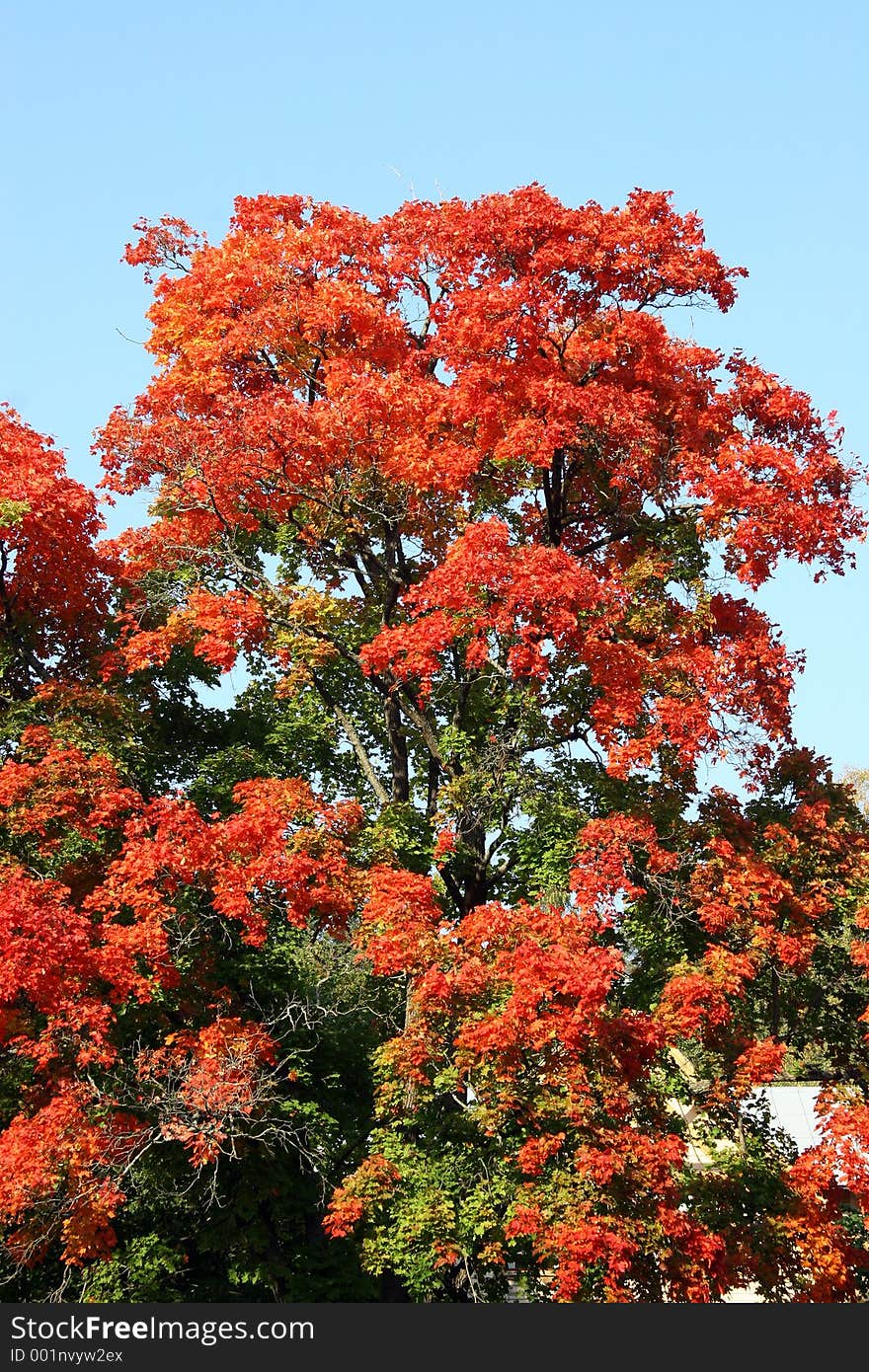 Autumn blushing trees