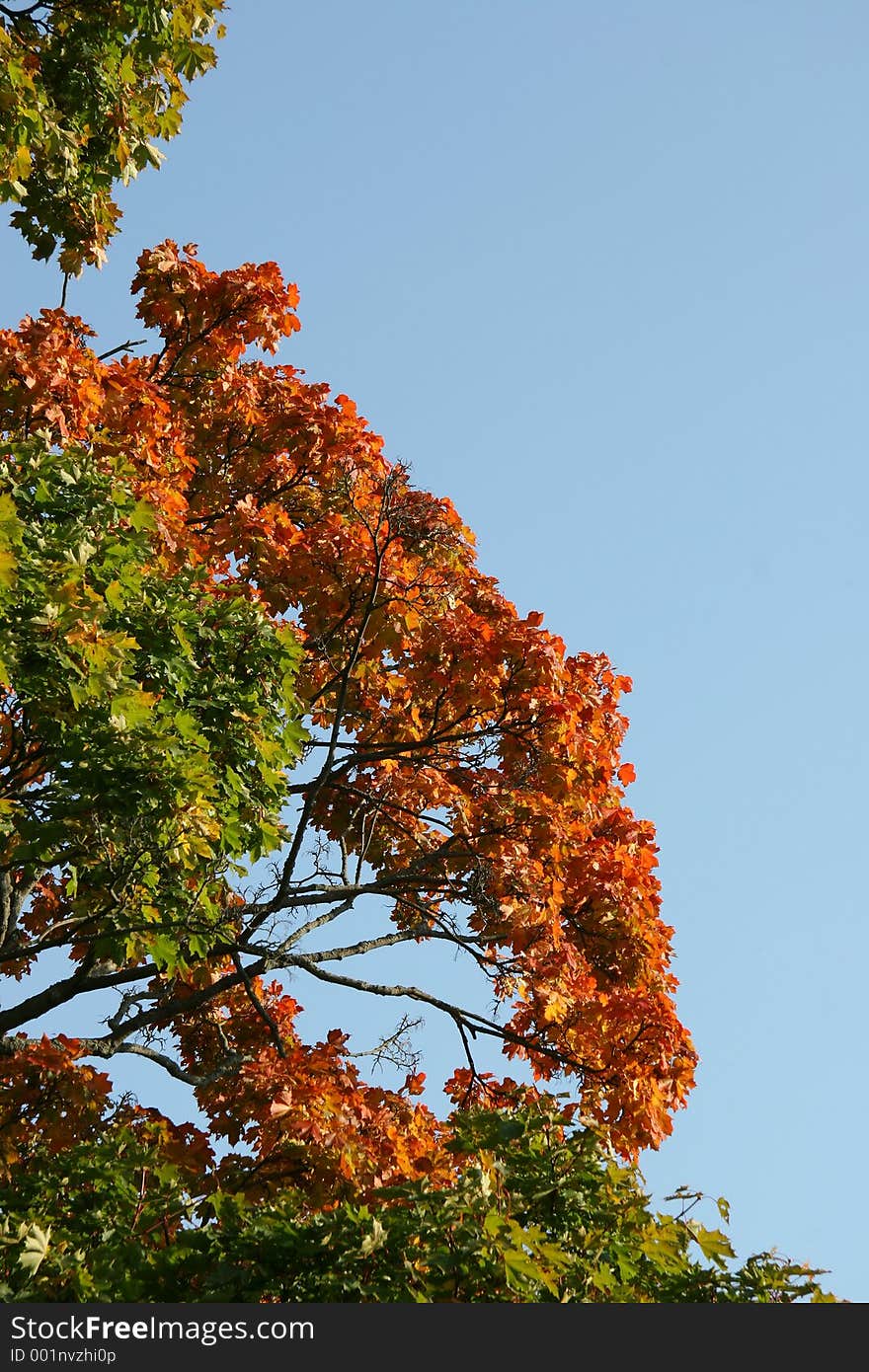 Leaves blushing in the fall. Leaves blushing in the fall.