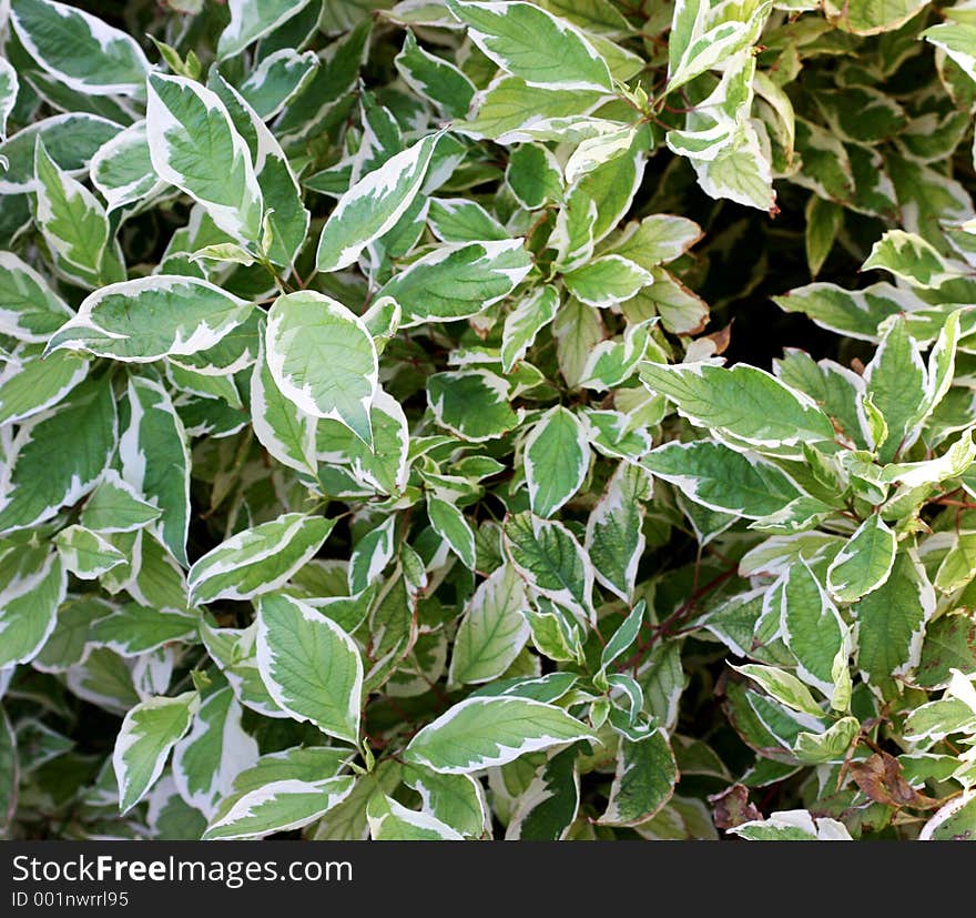 A screen full of green leaves