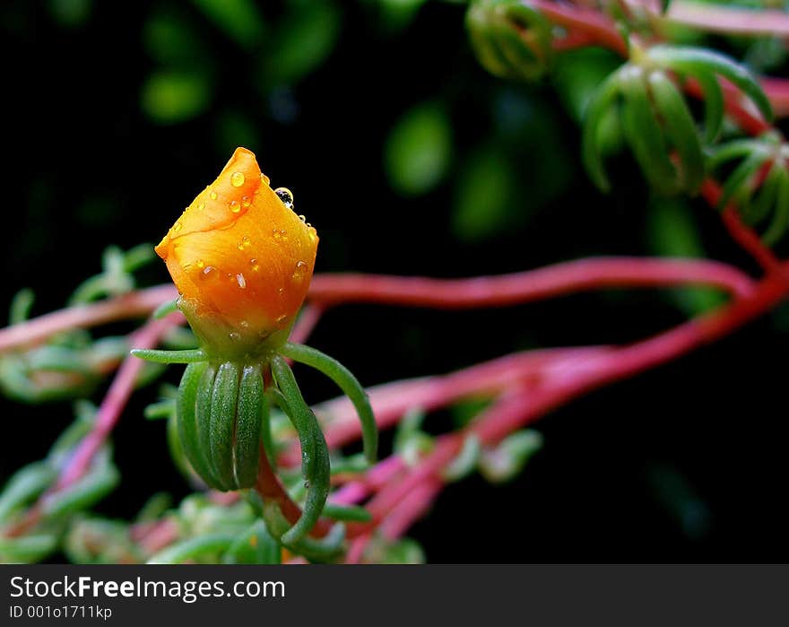 Yellow Flower Bud With Water Drops. Yellow Flower Bud With Water Drops