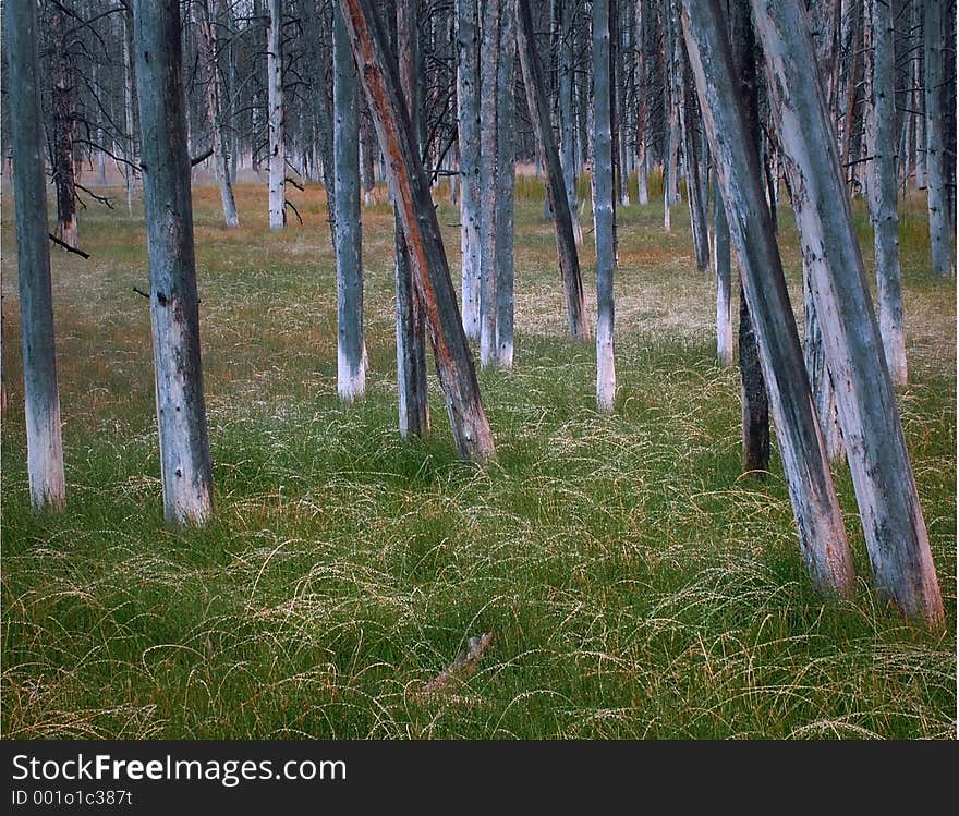 Forest After the Fire