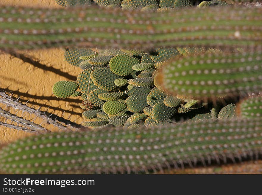 Cactus on the backyadar