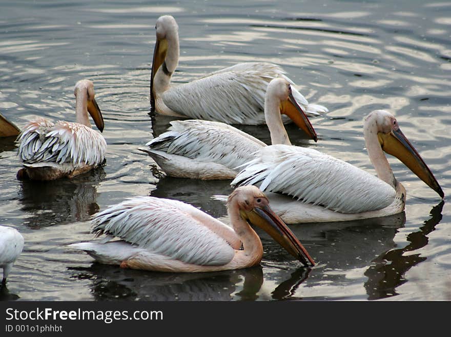 Group of Pelicans