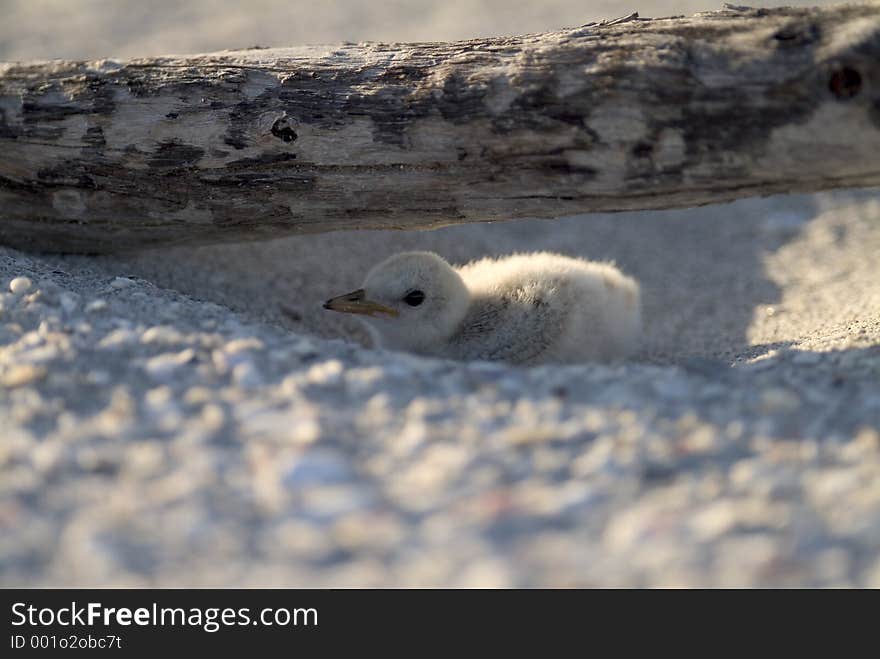 Small beach chick hiding under driftwood in the sand. Small beach chick hiding under driftwood in the sand.