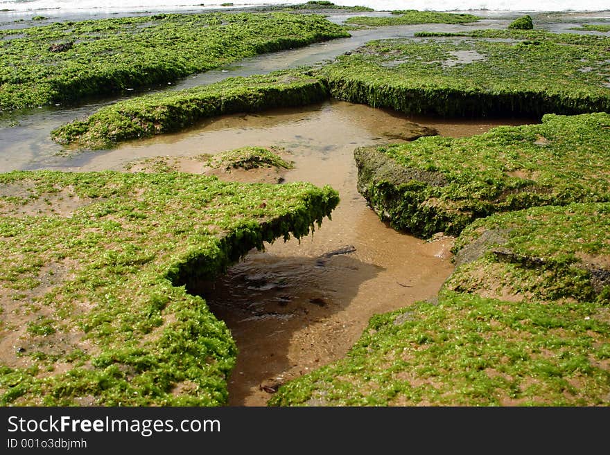 Part of reef overhang covered with seaweed. Part of reef overhang covered with seaweed