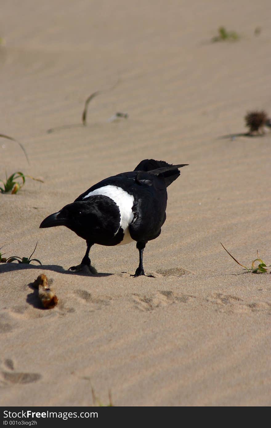 Crow eating chicken