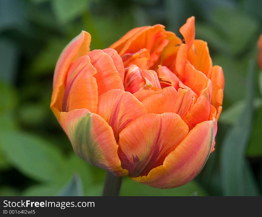 Flower in garden