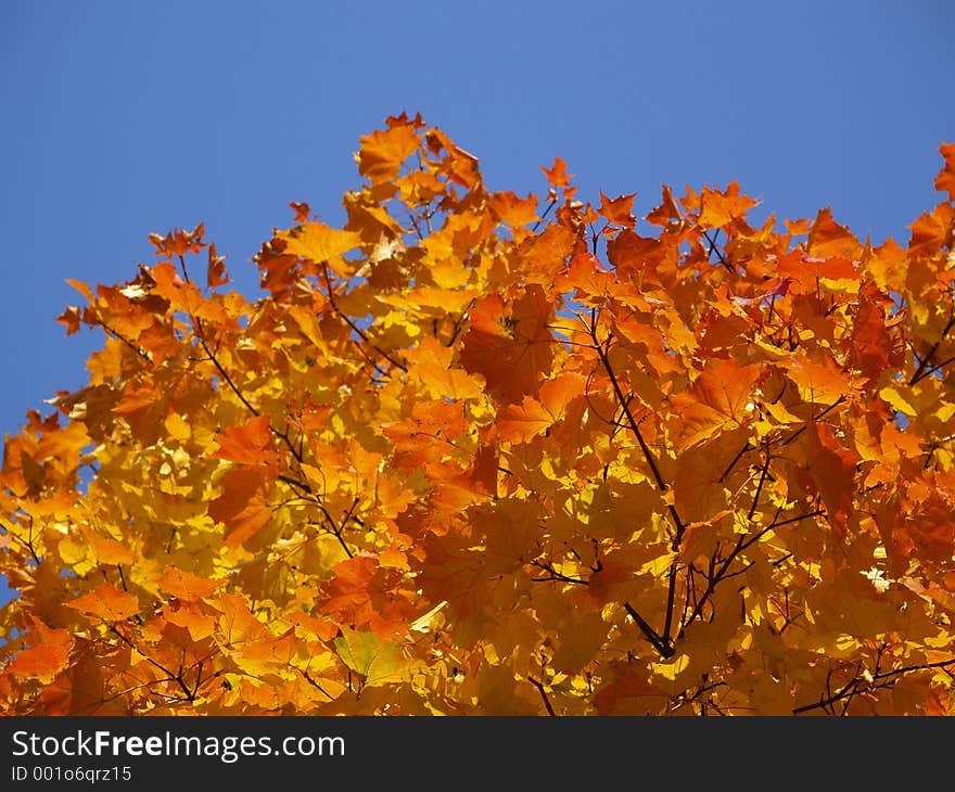 Colors of autumn. Colors of autumn