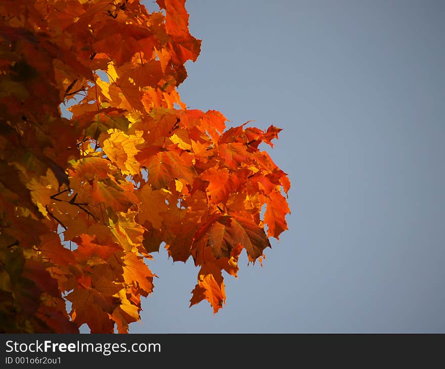 Colors of autumn. Colors of autumn