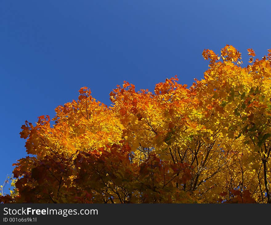 Colors of autumn. Colors of autumn